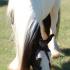 Preparing Your Horse For a Photo Shoot